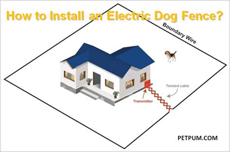 dog ate outside electric box|how to protect dogs from wiring.